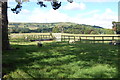 Sheep in Field with distant downs