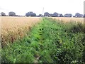 Footpath through wheat fields, Drinkstone