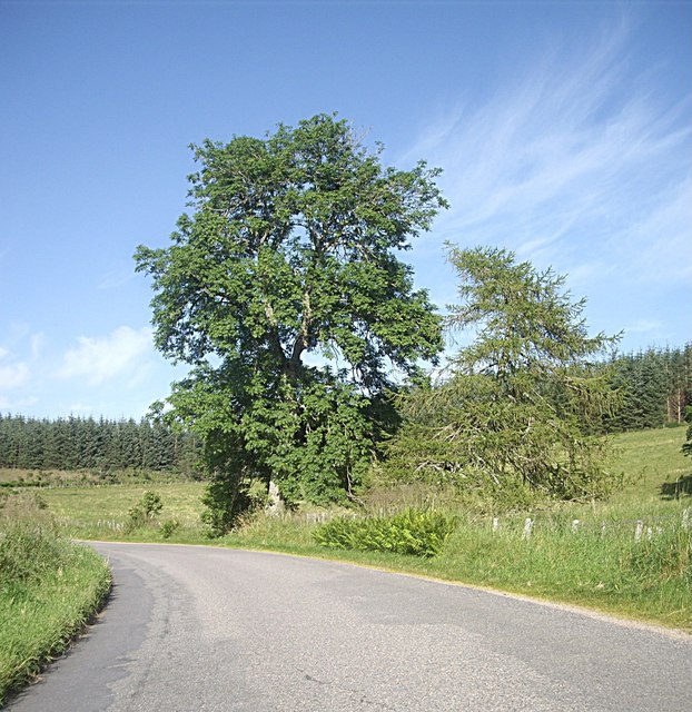 Tree by a bend in the road