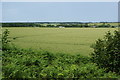 Green fields near Hersden