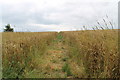 Footpath through crop field