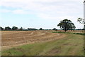 Footpath and crop field