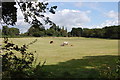 Cows in field off Otham Court Lane