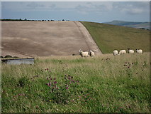 TQ3710 : Sheep at Balmer Down by Oast House Archive