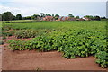 Field of potatoes, Canon Frome