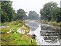 N2824 : Grand Canal & Geese in Kilgortin, Co. Offaly by JP