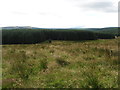 Rough grazing and forest at Southdean Rig