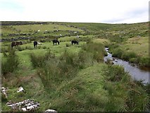 SX6384 : Horses grazing near Manga Brook by David Gearing