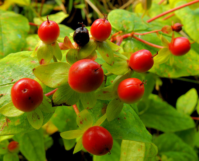 Tutsan berries, Crawfordsburn (6)