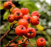 J4682 : Rowan berries, Crawfordsburn by Albert Bridge