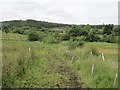 G4614 : Wetland track by Richard Webb
