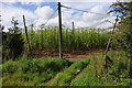 Hop field near Millend Farm