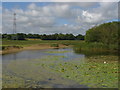 Shortwood Pond