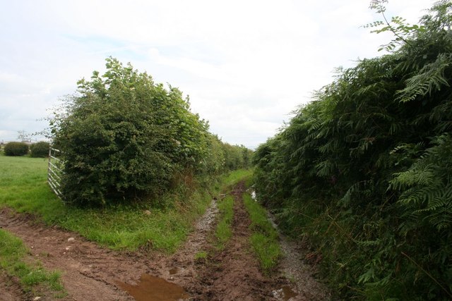 Farm track near Batty Hill