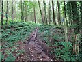 Footpath through Briery Wood