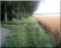 Path by the woods alongside wheat field