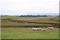 SD4452 : Saltmarsh sheep by Dave Dunford