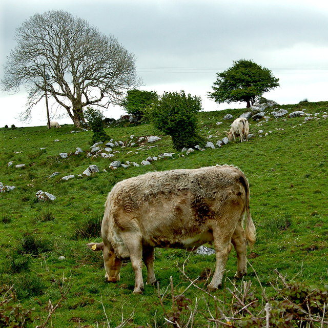 The Burren - R480 - Cattle, Field & Tree near Poulnabrone Dolmen Area