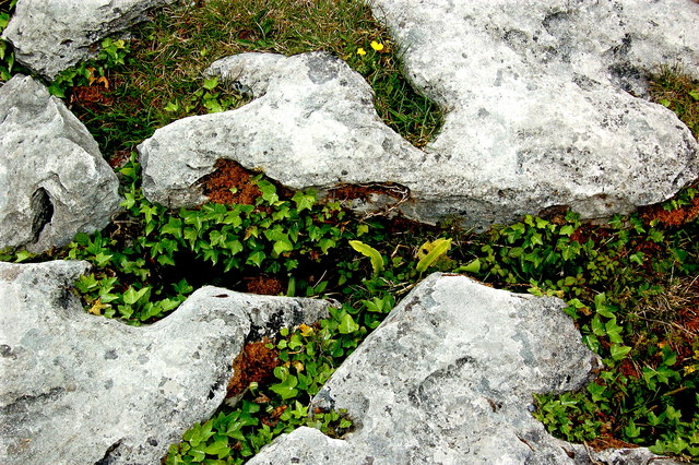 The Burren - R480 - Poulnabrone Dolmen Site - Plants in Rock