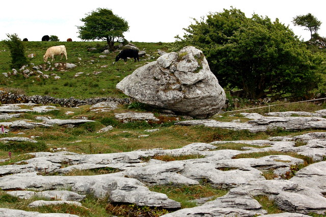 The Burren - R480 - Cattle grazing near Poulnabrone Dolmen Site
