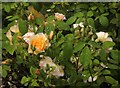 SX8963 : Roses, Cockington by Derek Harper