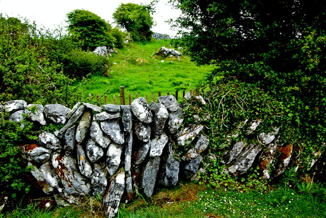 The Burren - R480 - Stone Wall, Shrubbery, Field near Poulanabrone Dolment Site