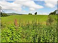 Nettles, Lisnagirr