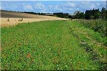 NT7032 : Poppies at the field margin, Roxburgh Barns by Jim Barton