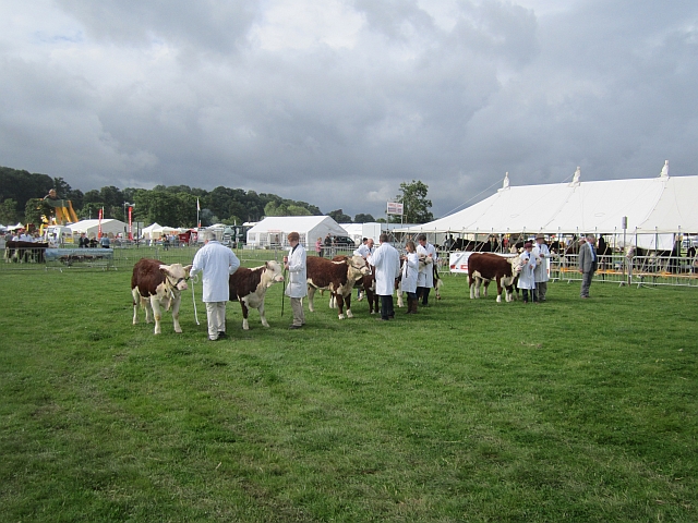 Hereford Cattle Society Show