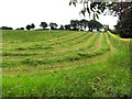 Grass cut in a field, Cormore