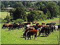 Beef Cattle by Boxhurst