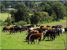 TQ1850 : Beef Cattle by Boxhurst by Colin Smith