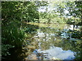 Lily pond in the wood called Tile Hurst