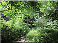 A path in Bracken Hills Wood