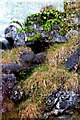 M1512 : The Burren - R477 - Black Head - Grass & Vine covered Steep, Rocky Hillside by Joseph Mischyshyn