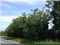 Trees beside High Dike