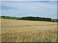 Crop field, Crowland Farm