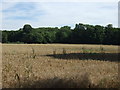 Farmland towards Cliff Hill Plantation