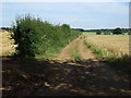 Farm track off Thorpe Drove