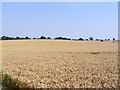 TM3674 : Wheat field off Bramfield Road by Geographer