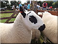 A Kerry Hill sheep