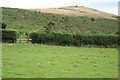 North Bovey: towards Easdon Tor