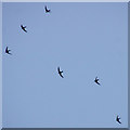 NO1845 : Common Swifts (Apus apus), Rattray by Mike Pennington