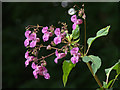 Himalayan or Indian Balsam (Impatiens glandulifera), Rattray