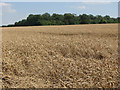 Ripening wheat at Streetly End