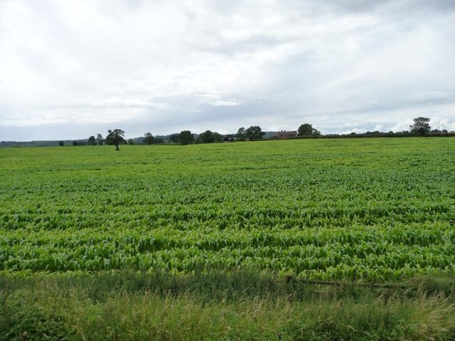 Maize crop, east of Highfields Farm