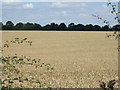 Farmland off the A6006