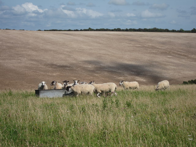 Sheep at Balmer Down