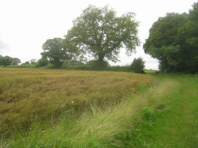 Walking past a field of flax