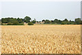 SP0609 : Wheat field near Foss Cross by MrC